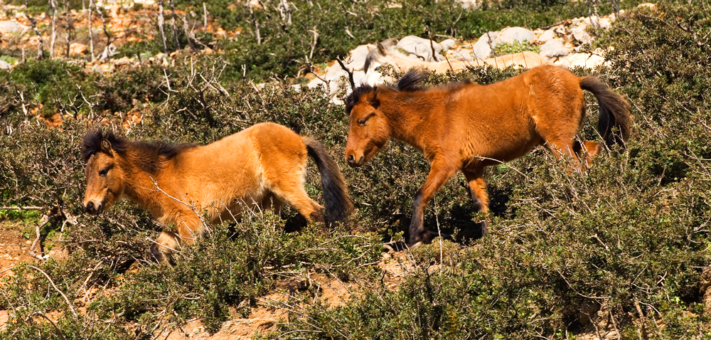 Come and help us care for a critically endangered breed of pony and have an  adventure in Skyros Island, Greece